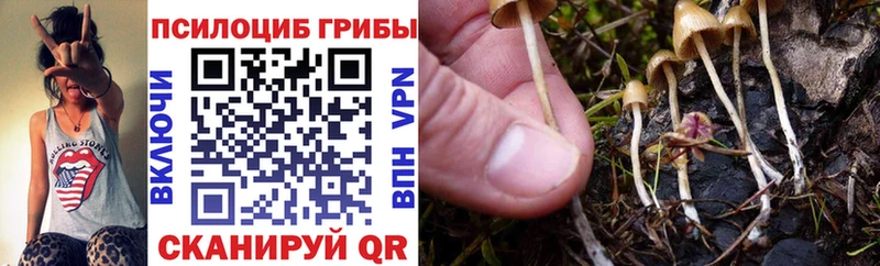 KRAKEN онион  Плавск  Галлюциногенные грибы Psilocybine cubensis 